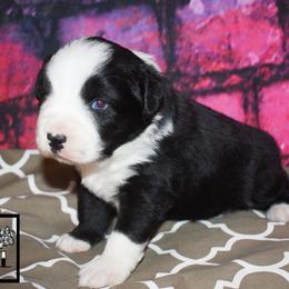Ox - Black tri male Miniature Australian Shepherd puppy in Akeley, Minnesota from Rustic Original Aussies