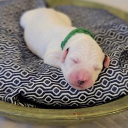 Dalmatian Puppies from Spotted Way Dalmatians
