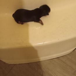 Girl 3 - Cream female Dachshund puppy in Warrenville, South Carolina from Sherman's Dachshunds