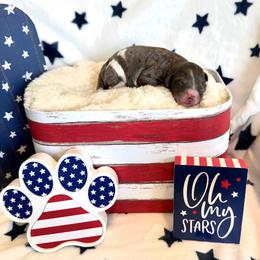 Jacqueline - female Golden Mountain Doodle puppy in Victoria, Texas from Deidre's Doodles