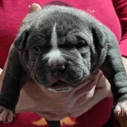 Brock - Blue American Bully puppy in Phoenix, Arizona from Superstes Guard