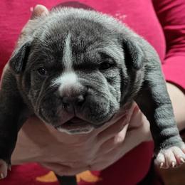 Brock - Blue American Bully puppy in Phoenix, Arizona from Superstes Guard