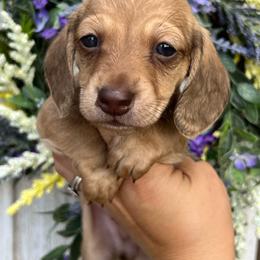 Boy three - Chocolate and cream male Dachshund puppy in Payette, Idaho from NT Mini Doxies