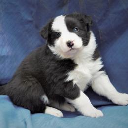 Border Collie Puppies from Team Reeves Ranch
