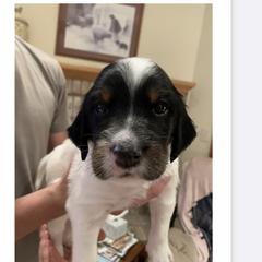 English Setter Puppies from Wildcat Creek Kennels