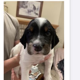 English Setter Puppies from Wildcat Creek Kennels