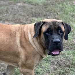Zena - Mastiff