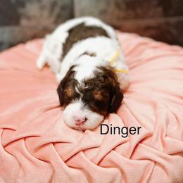 Dinger - Sable female Bernedoodle puppy in Pasco, Washington from Camp Doodle Woods