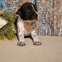 Boy 4 - Black roan male German Shorthaired Pointer puppy in Laporte, Minnesota from Northern Odyssey Gun Dogs