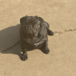 Lexie - Pug