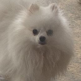 Ivory - Pomeranian