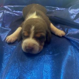 Red and White Boy - Red and white male Beagle puppy in Dime Box, Texas from Kuehlers Kavaliers