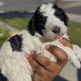 Snow Angel - Parti female Poodle puppy in Corona, California from Garden Of Poodles