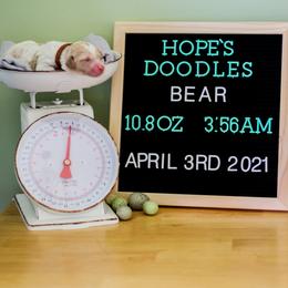 Aussiedoodle, Double Doodle, Goldendoodle, and Poodle Puppies from Hope’s Doodles