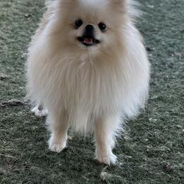 Paris - Pomeranian
