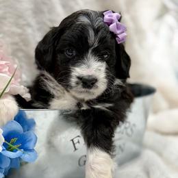 Purple collar toy - Black tri-color female Aussiedoodle puppy in 32046, Florida from River Hill Ranch