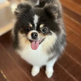 Meadow - Blue parti female Pomeranian puppy in Willis, Texas from Treasured Jewels Pomeranians
