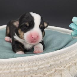 Oreo(1600) - Black and tan male Pembroke Welsh Corgi puppy in Dickeyville, Wisconsin from J&R Shepherds & Corgis