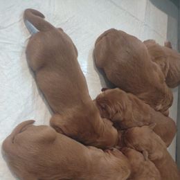 Boy 4 - Dark golden Golden Retriever puppy in Grand Meadow, Minnesota from Root River Retrievers