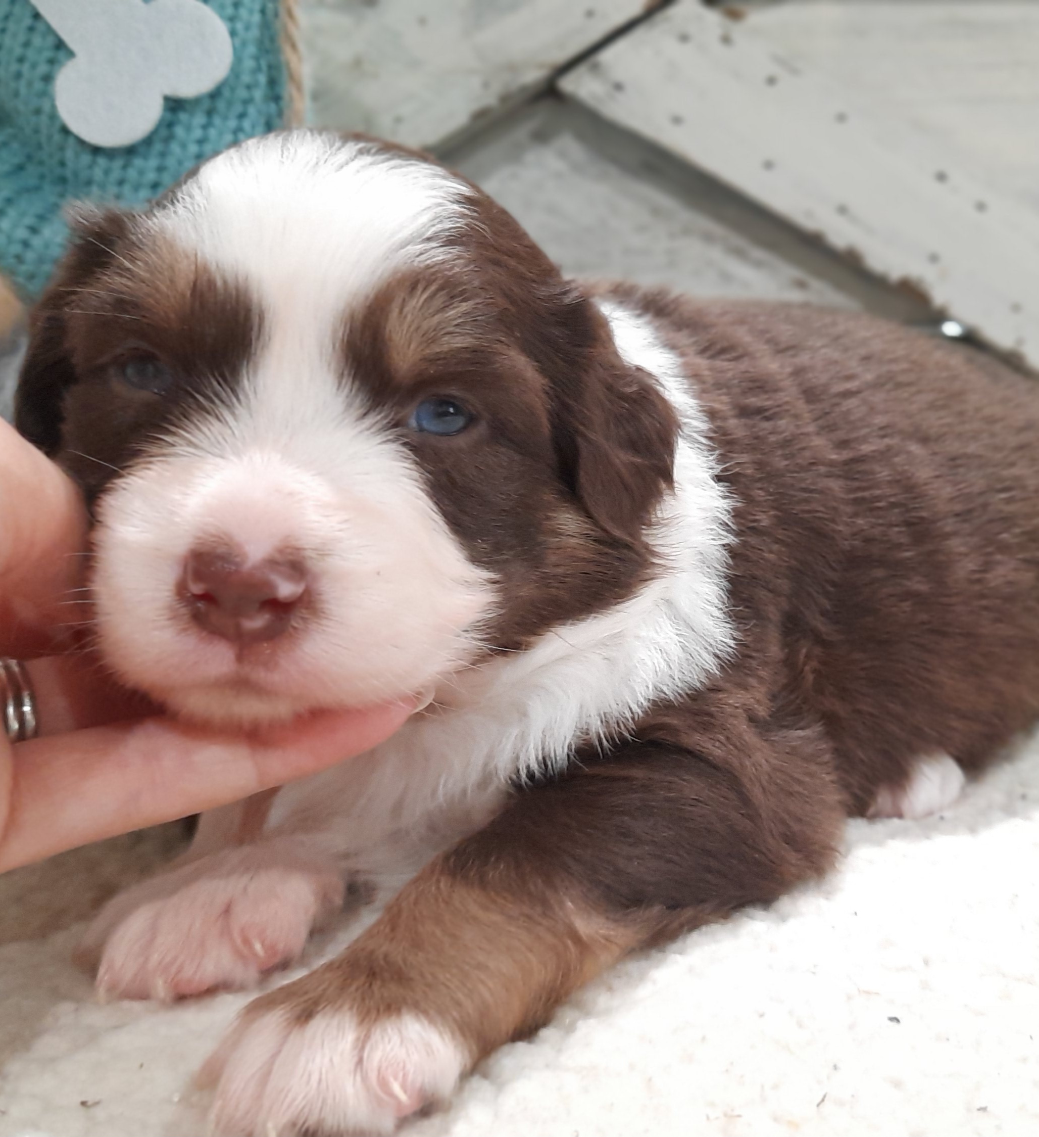 Bella (Blue eyes) - Australian Shepherd puppy from Miniature Angels Farm