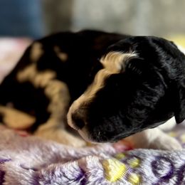 Millie - female Australian Mountain Doodle puppy in Blue Springs, Missouri from Jeanie’s Doodles