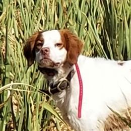Comet - Brittany