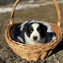 Black Tri Male 1 - Black tri male Miniature Australian Shepherd puppy in Stuart, Virginia from Apple Tree Mini Aussies