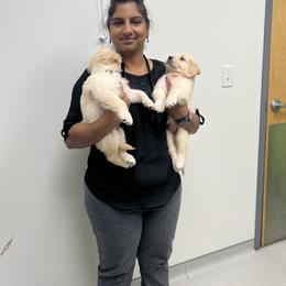 Golden Retriever Puppies from Wise-Taylor Goldens