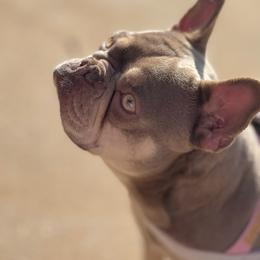 French Bulldog puppies from Schuster Haus