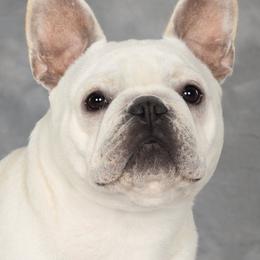 French Bulldog Puppies from Reds Frenchies