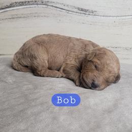 Bob (Blue Collar) - Red  male Goldendoodle puppy in Scurry, Texas from 07 Seven Oaks Goldens and Doodles