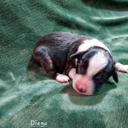 Diego - Black tri male Miniature Australian Shepherd puppy in Mc Arthur, California from Kingscastle Ranch
