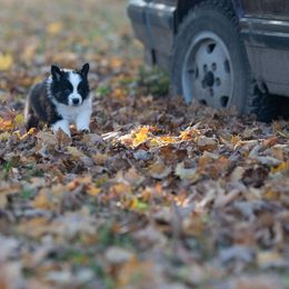 Australian Shepherd Puppies from McDonald Farm's Australian Shepherds