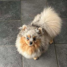Opal PET - Blue merle female Pomeranian puppy in Douglas, Massachusetts from Country Oak Poms LLC