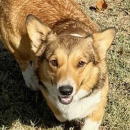 Pink - Pembroke Welsh Corgi