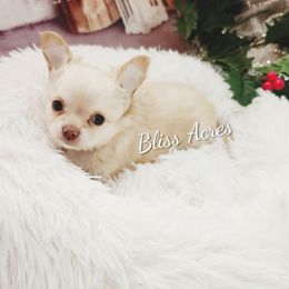Pearl - Cream and white female Chihuahua puppy in Ponca City, Oklahoma from Bliss Acres Farm
