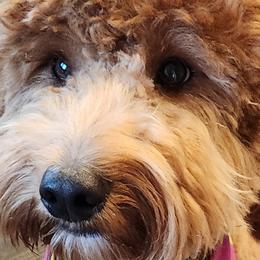 Double Doodles, Goldendoodles, and Labradoodles from Godley Doodles Of Texas