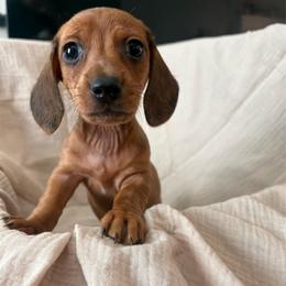 Little Lady - Cream female Dachshund puppy in Moriarty, New Mexico from Lil Smokey’s of New Mexico