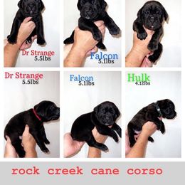 Cane Corso Puppies from Rock Creek Cane Corso