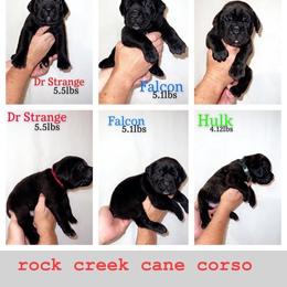 Cane Corso Puppies from Rock Creek Cane Corso