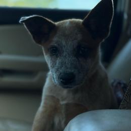 Havoc - Red speckled male Australian Cattle Dog puppy in Oronogo, Missouri from Dutton's Show Me Farms