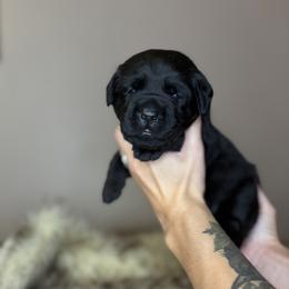 Aspen - Black female Labrador Retriever puppy in Rocky Top, Tennessee from Rocky Top Retrievers