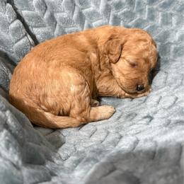 Winifred (Winnie) - Apricot female Poodle puppy in Bakersfield, California from Pedigree Poodles