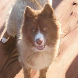 Bishop - Siberian Husky