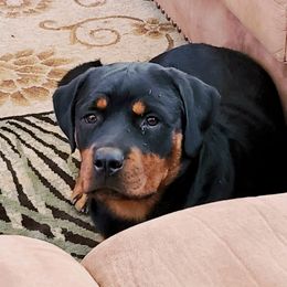 Rottweiler Puppies from Gottlïchen Rottweilers
