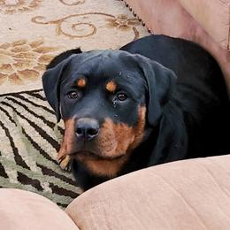 Rottweiler Puppies from Gottlïchen Rottweilers