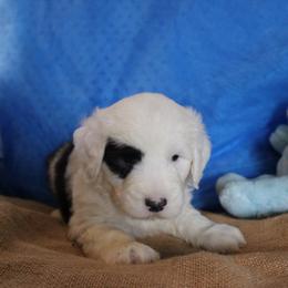 AKC Job - Gray and white male Old English Sheepdog puppy in Fair Grove, Missouri from Prata's OES
