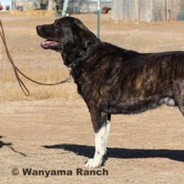 Hiro - Anatolian Shepherd Dog