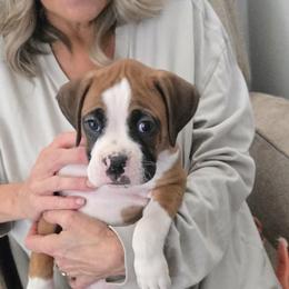 Boxer Puppies from Fleming Pups