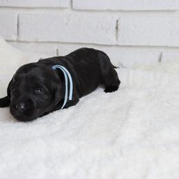 Bonnie - Black female Labradoodle puppy in Bryantown, Maryland from Doodles on Duty